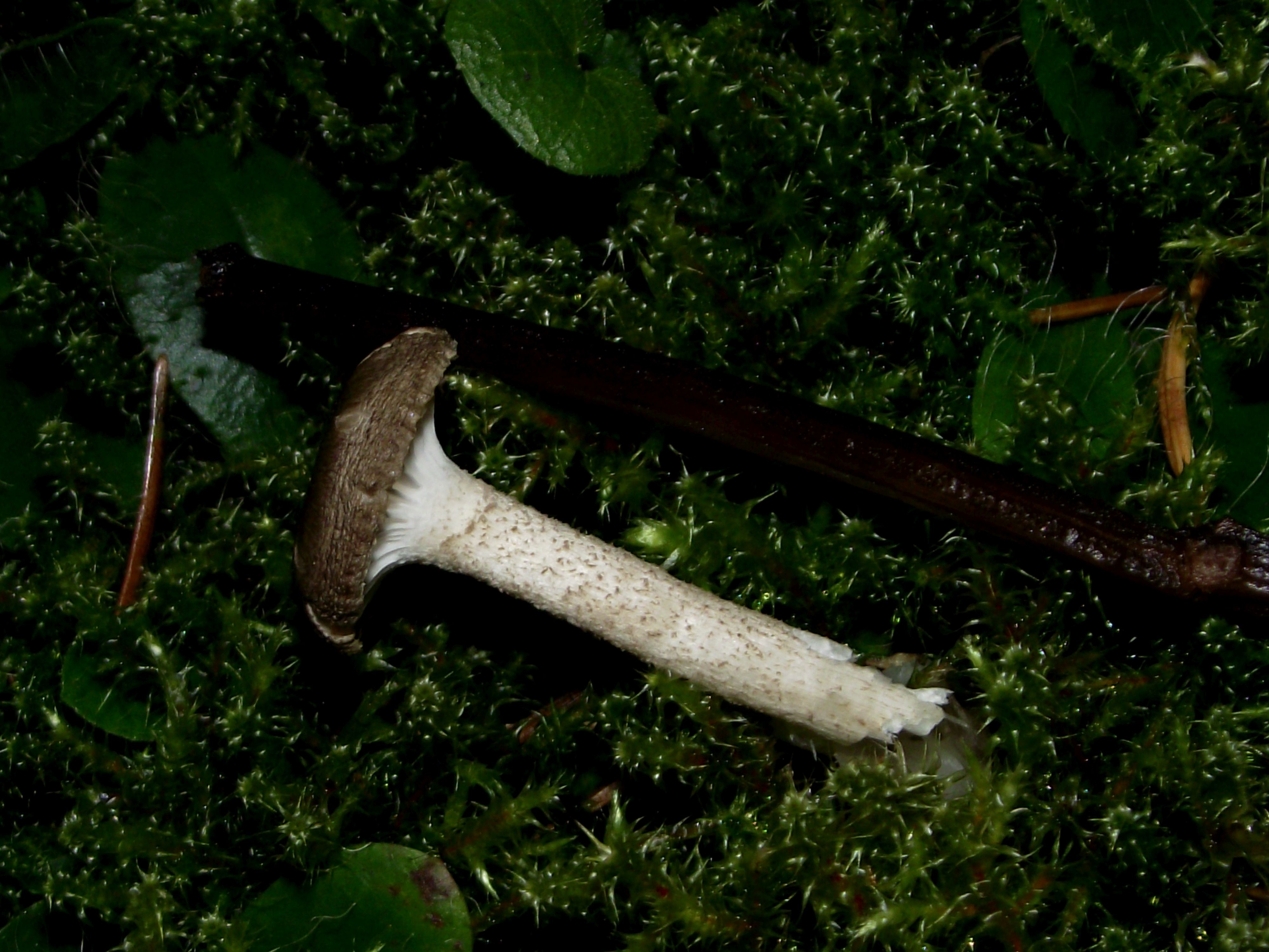 Schwarzpunktierter Schneckling